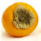 persimmons140x140