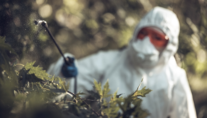 Worker sprays trees with pesticide  to protect from disease and fungus