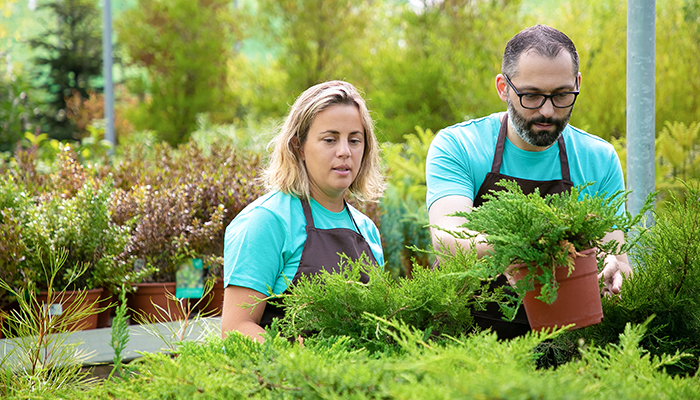 Nursery workers care for plants