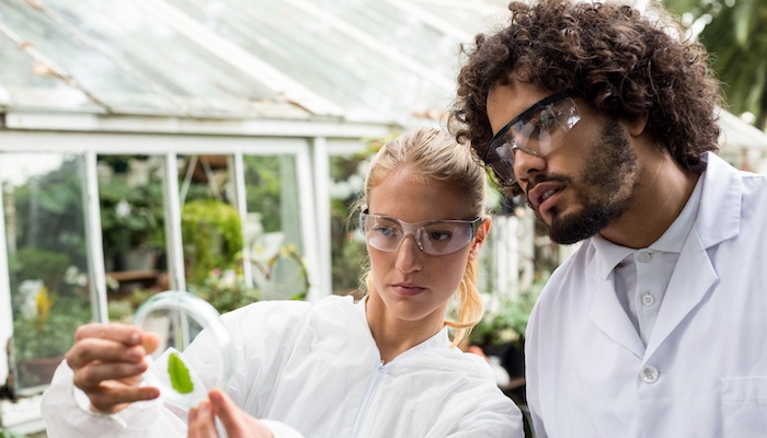 Two Biologists Observing Petri Dish