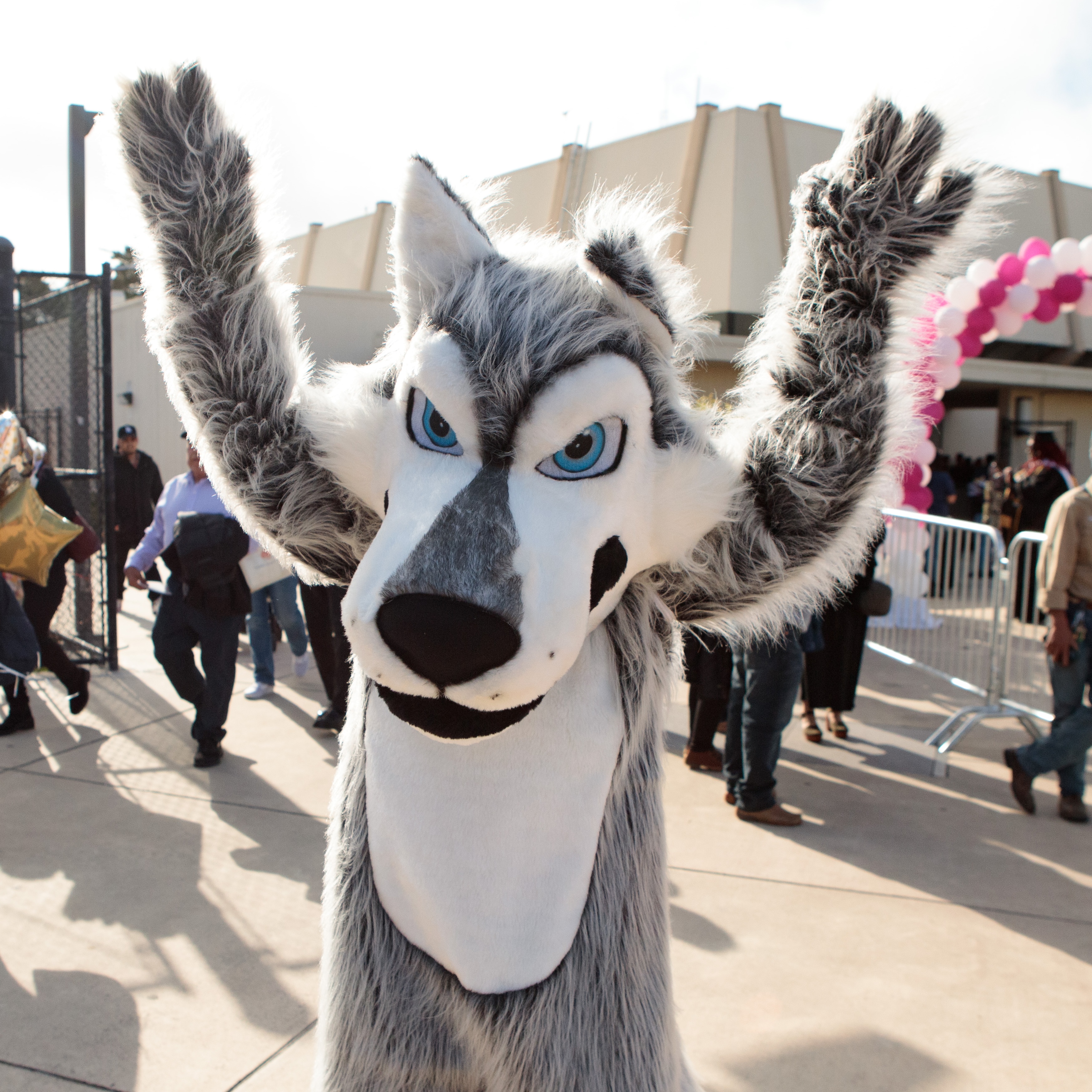 Louie the Lobo at Graduation